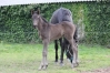 Foals-femelle-par-Dollar-Macker-TF-et-male-par-Doberman-TF-2