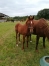 Foals-femelle-par-Dollar-Macker-TF-et-male-par-Doberman-TF-1