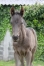 Foals-femelle-par-Dollar-Macker-TF-et-male-par-Doberman-TF-0