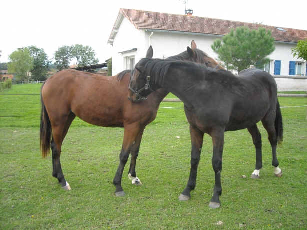 VENDS-OU-LOUE