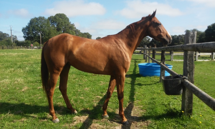Vends-pouliniere-H-joli-modele