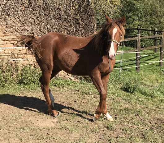 Vends-poulain-male-K-1