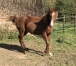 Vends-poulain-male-K-1
