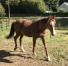Vends-poulain-male-K-0