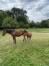 Foals-K-bonnes-origines-0
