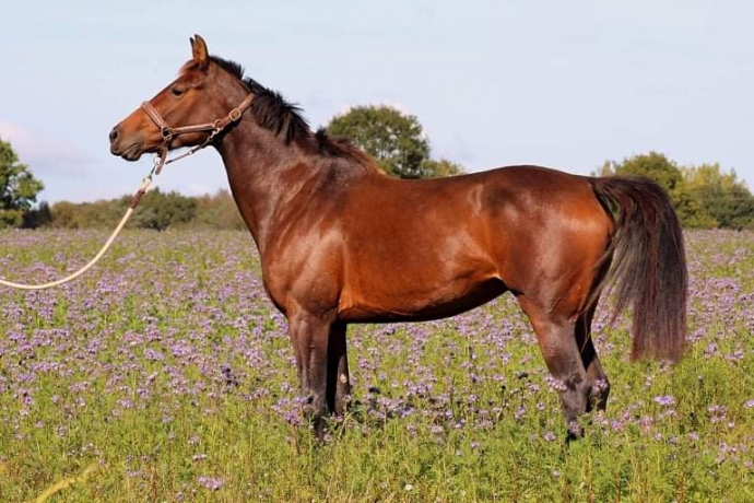 POULINIERE-TROTTEUR-FRANcAIS-4-Ans