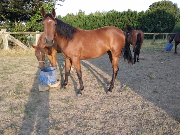 Vend-Kella-des-oliviers