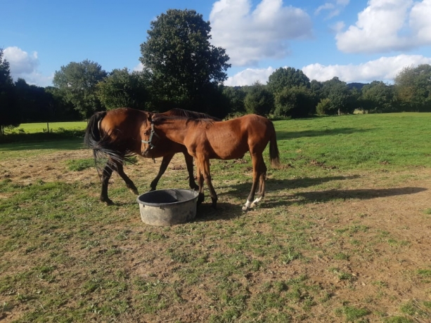 poulain-male-2