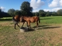 poulain-male-2