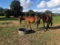 poulain-male-1