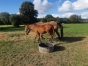 poulain-male-0