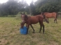 poulain-male-2