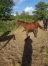 poulain-male-1