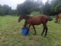 poulain-male-0