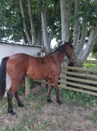 poulain-male