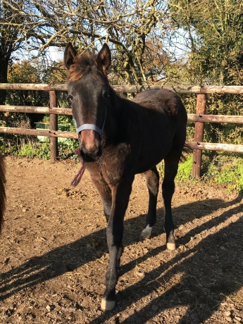 Vds-6-foals-males-L-(-Boccador-de-simm--coup-de-poker-)-0