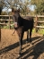 Vds-6-foals-males-L-(-Boccador-de-simm--coup-de-poker-)-0