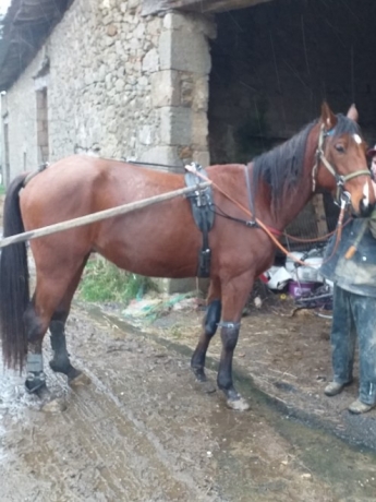 H-par-Rancho-Gede