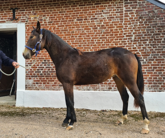 Trotteur-francais-magnifique-pouliche-1-an-annee-K-top-origines