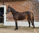 Trotteur-francais-magnifique-pouliche-1-an-annee-K-top-origines-0