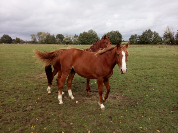 Yearling-K-femelle