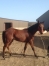 VENDS-BEAU-POULAIN-K-1