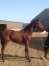 VENDS-BEAU-POULAIN-K-0