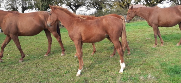 Magnifique-pouliche-alezane-1