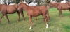 Magnifique-pouliche-alezane-1
