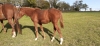 Magnifique-pouliche-alezane-0