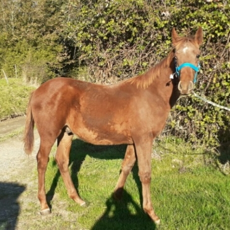 vend-3-foals-2