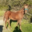 vend-3-foals-2