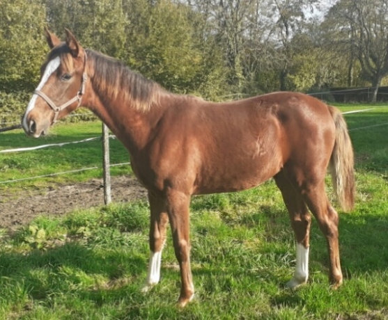 vend-3-foals-1