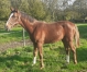 vend-3-foals-1