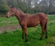 vend-3-foals-0