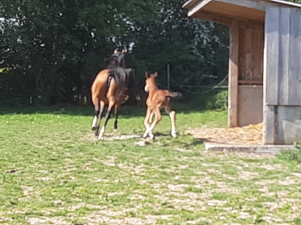 vente-centre-d---entrainement-et-elevage-(NORD)