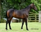 Opportunite-rare--part-d---un-fils-de-Booster-Winner--1
