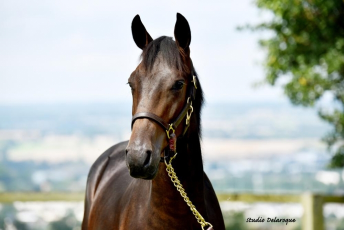 Opportunite-rare--part-d---un-fils-de-Booster-Winner--0