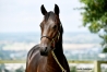 Opportunite-rare--part-d---un-fils-de-Booster-Winner--0