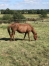 Katima-par-Coktail-Jet-et-Bluette-d---Hilly-0