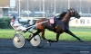 Propose-saillie-pour-arrangement-et-foal-sharing-0