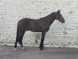 a-vendre-Poulain-K-0