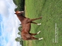 vends-male--quot;-K--quot;-garantie-non-debourre-0