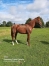 vends-male--quot;-K--quot;-garantie-non-debourre-0