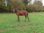 Foal-male-par-doberman-1