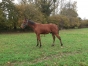 Foal-male-par-doberman-0
