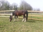 Pension-centre-de-soins-et-sante-Equine-0