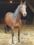 Vends-pouliniere--STAR-DES-CHARMES-premiere-categorie--pleine-de-Timoko--0