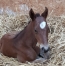 Recherche-saillies-pour-11-juments-0