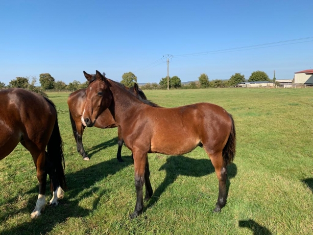 Beau-foal-par-Real-de-Lou